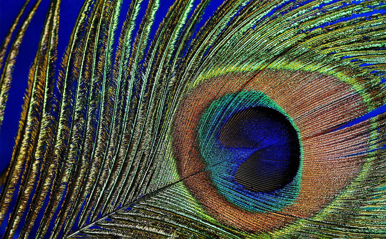 Peacock-inspired abstract in deep blues, teal and gold wisps